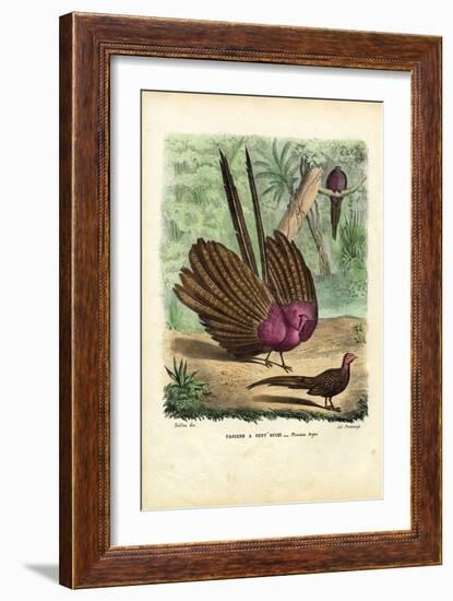 Argus Pheasant, 1863-79-Raimundo Petraroja-Framed Giclee Print