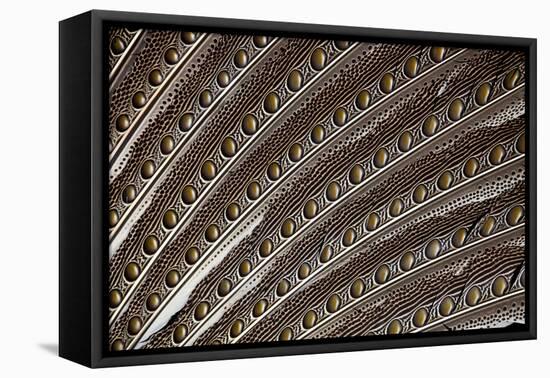 Argus Pheasant Wing Feather Design with Patterns and Spots-Darrell Gulin-Framed Premier Image Canvas