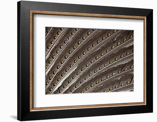 Argus Pheasant Wing Feather Design with Patterns and Spots-Darrell Gulin-Framed Photographic Print