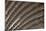 Argus Pheasant Wing Feather Design with Patterns and Spots-Darrell Gulin-Mounted Photographic Print