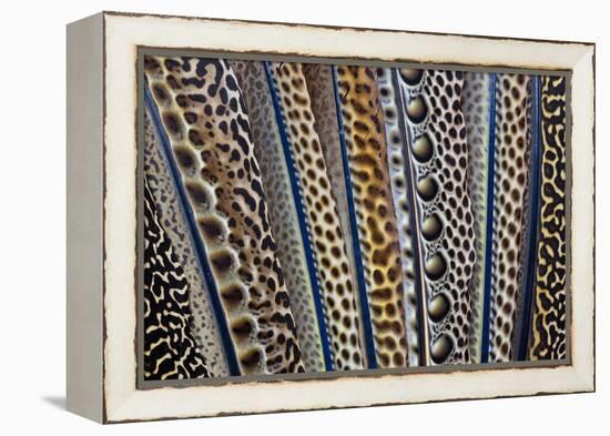 Argus Pheasant Wing Feathers Fanned Out-Darrell Gulin-Framed Premier Image Canvas