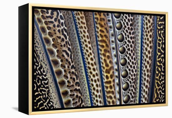 Argus Pheasant Wing Feathers Fanned Out-Darrell Gulin-Framed Premier Image Canvas