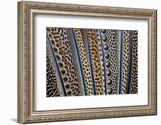 Argus Pheasant Wing Feathers Fanned Out-Darrell Gulin-Framed Photographic Print