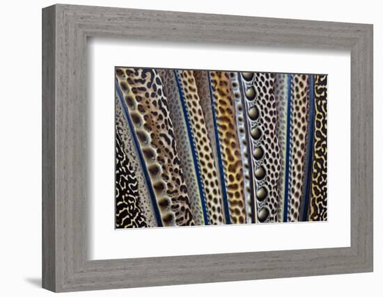 Argus Pheasant Wing Feathers Fanned Out-Darrell Gulin-Framed Photographic Print