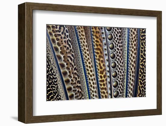 Argus Pheasant Wing Feathers Fanned Out-Darrell Gulin-Framed Photographic Print