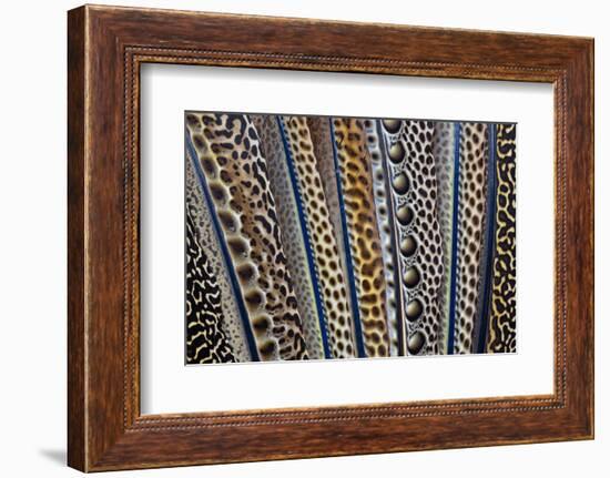 Argus Pheasant Wing Feathers Fanned Out-Darrell Gulin-Framed Photographic Print