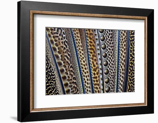 Argus Pheasant Wing Feathers Fanned Out-Darrell Gulin-Framed Photographic Print