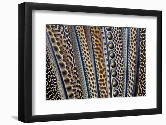 Argus Pheasant Wing Feathers Fanned Out-Darrell Gulin-Framed Photographic Print