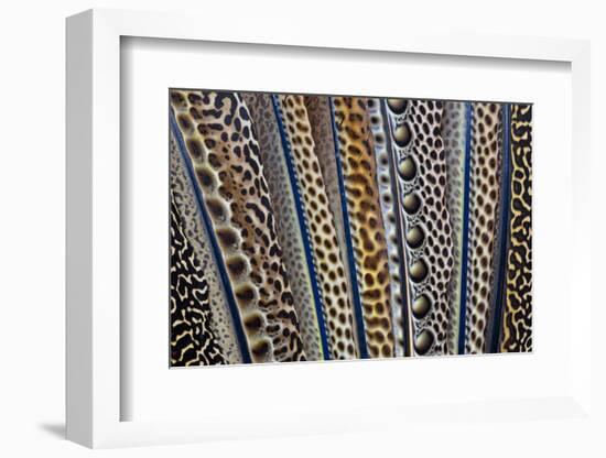 Argus Pheasant Wing Feathers Fanned Out-Darrell Gulin-Framed Photographic Print