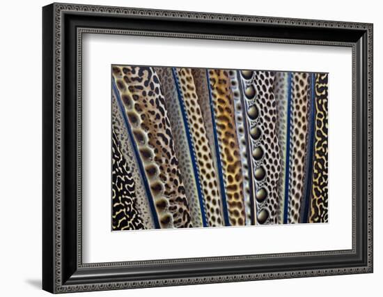 Argus Pheasant Wing Feathers Fanned Out-Darrell Gulin-Framed Photographic Print