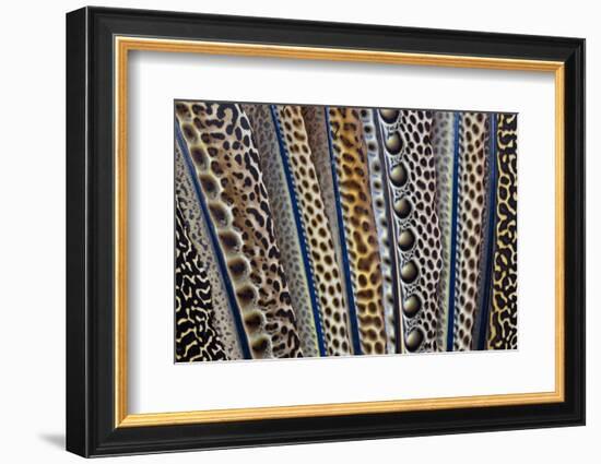 Argus Pheasant Wing Feathers Fanned Out-Darrell Gulin-Framed Photographic Print