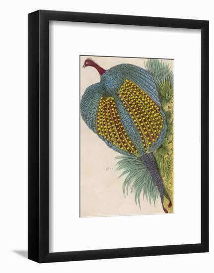 Argus Pheasant-null-Framed Photographic Print