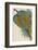 Argus Pheasant-null-Framed Photographic Print