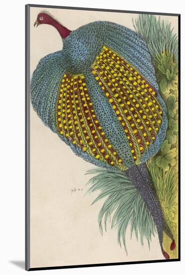 Argus Pheasant-null-Mounted Photographic Print