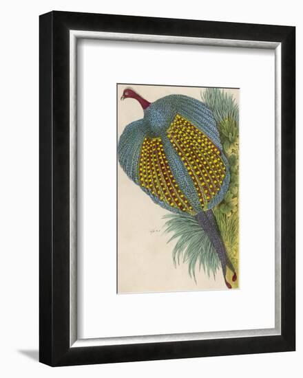 Argus Pheasant-null-Framed Photographic Print