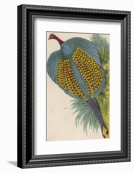 Argus Pheasant-null-Framed Photographic Print