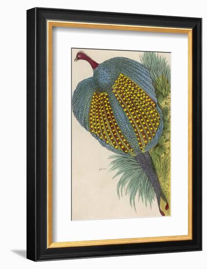 Argus Pheasant-null-Framed Photographic Print