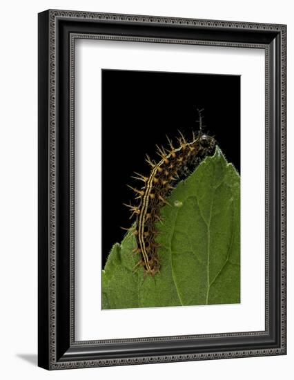 Argynnis Paphia (Silver-Washed Fritillary) - Caterpillar-Paul Starosta-Framed Photographic Print