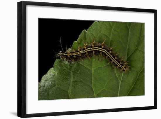 Argynnis Paphia (Silver-Washed Fritillary) - Caterpillar-Paul Starosta-Framed Photographic Print