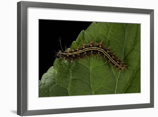 Argynnis Paphia (Silver-Washed Fritillary) - Caterpillar-Paul Starosta-Framed Photographic Print