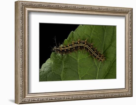 Argynnis Paphia (Silver-Washed Fritillary) - Caterpillar-Paul Starosta-Framed Photographic Print