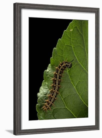 Argynnis Paphia (Silver-Washed Fritillary) - Caterpillar-Paul Starosta-Framed Photographic Print