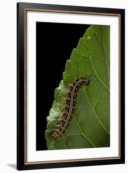 Argynnis Paphia (Silver-Washed Fritillary) - Caterpillar-Paul Starosta-Framed Photographic Print