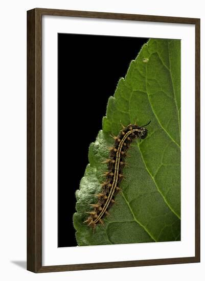 Argynnis Paphia (Silver-Washed Fritillary) - Caterpillar-Paul Starosta-Framed Photographic Print