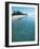 Ari Atoll, White Sands Island and Resort-Angelo Cavalli-Framed Photographic Print