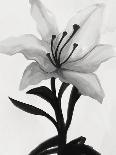 Simple Lillies - Swish-Aria Ellis-Giclee Print