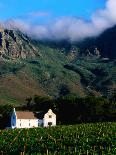 Cape Dutch Colonial Manor House and Vineyard with Mountain Backdrop, Dornier, South Africa-Ariadne Van Zandbergen-Photographic Print