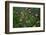 Arial View of Rainforest Village-W. Perry Conway-Framed Photographic Print