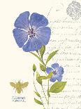 September Blue Aster-Ariane Sarah-Mounted Art Print