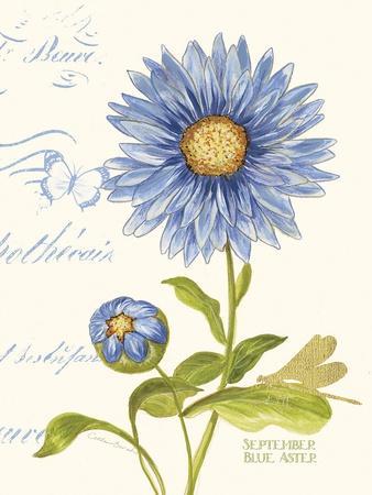 blue september aster flower