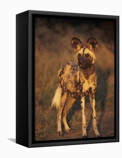 Arican Wild Dog Portrait (Lycaon Pictus) De Wildt, S. Africa-Tony Heald-Framed Premier Image Canvas