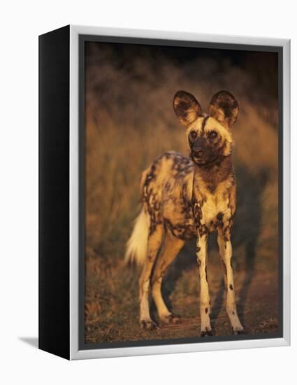 Arican Wild Dog Portrait (Lycaon Pictus) De Wildt, S. Africa-Tony Heald-Framed Premier Image Canvas