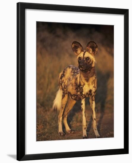 Arican Wild Dog Portrait (Lycaon Pictus) De Wildt, S. Africa-Tony Heald-Framed Photographic Print