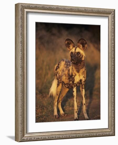 Arican Wild Dog Portrait (Lycaon Pictus) De Wildt, S. Africa-Tony Heald-Framed Photographic Print