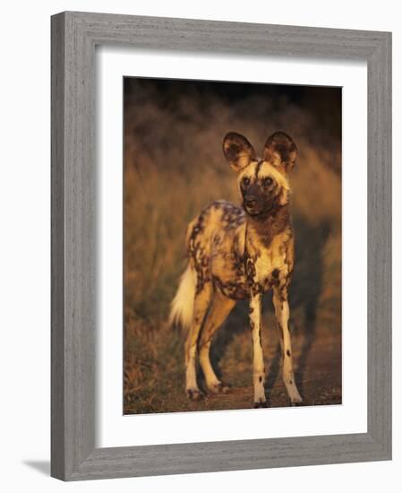 Arican Wild Dog Portrait (Lycaon Pictus) De Wildt, S. Africa-Tony Heald-Framed Photographic Print