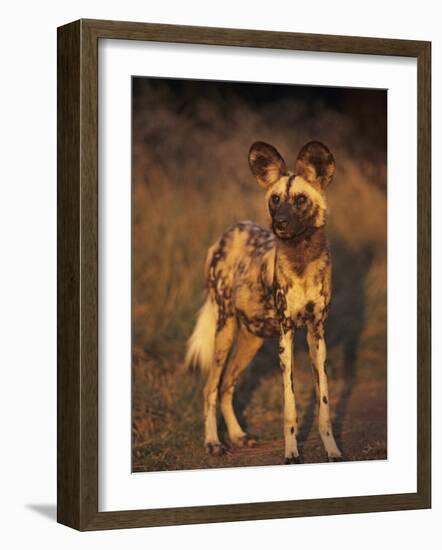 Arican Wild Dog Portrait (Lycaon Pictus) De Wildt, S. Africa-Tony Heald-Framed Photographic Print