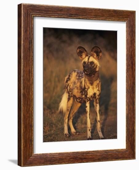 Arican Wild Dog Portrait (Lycaon Pictus) De Wildt, S. Africa-Tony Heald-Framed Photographic Print