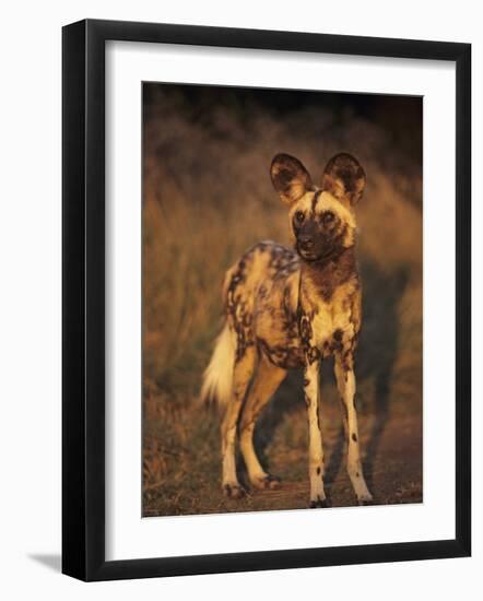 Arican Wild Dog Portrait (Lycaon Pictus) De Wildt, S. Africa-Tony Heald-Framed Photographic Print