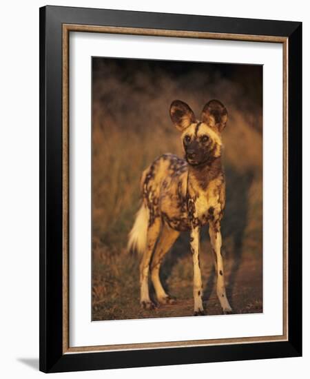Arican Wild Dog Portrait (Lycaon Pictus) De Wildt, S. Africa-Tony Heald-Framed Photographic Print
