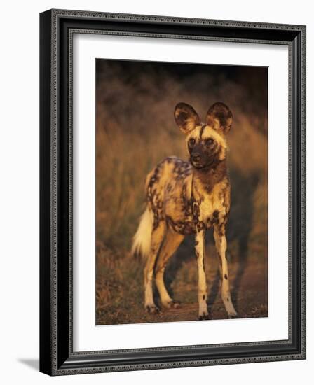 Arican Wild Dog Portrait (Lycaon Pictus) De Wildt, S. Africa-Tony Heald-Framed Photographic Print