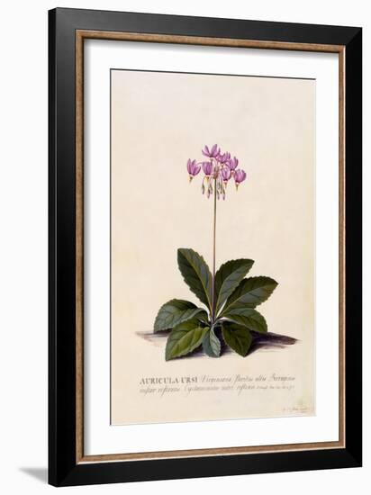 Aricula Ursi, Shooting Star, C.1744-Georg Dionysius Ehret-Framed Giclee Print