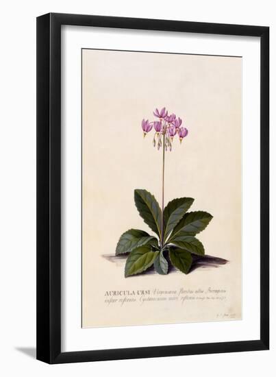 Aricula Ursi, Shooting Star, C.1744-Georg Dionysius Ehret-Framed Giclee Print