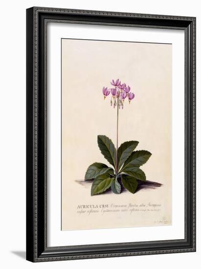 Aricula Ursi, Shooting Star, C.1744-Georg Dionysius Ehret-Framed Giclee Print