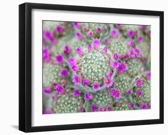 Arid Blooms-Assaf Frank-Framed Giclee Print