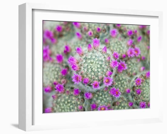 Arid Blooms-Assaf Frank-Framed Giclee Print