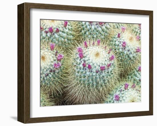 Arid Florals-Assaf Frank-Framed Giclee Print